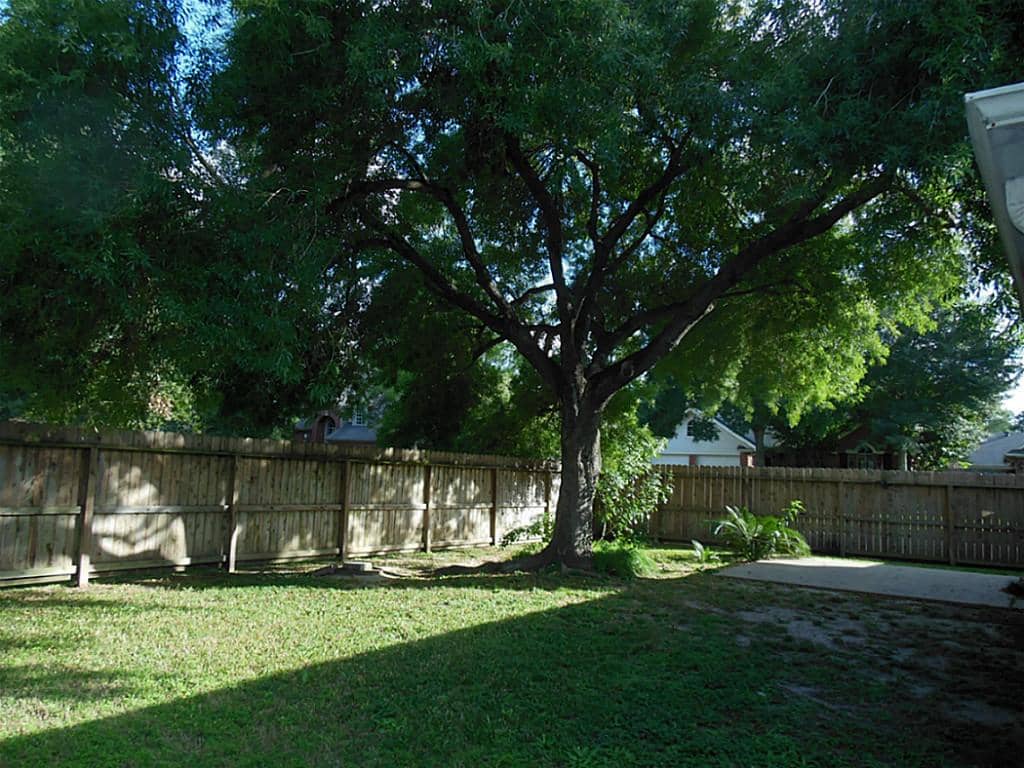 shade trees in back yard