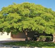 shade trees in front of a house