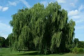 shade trees 